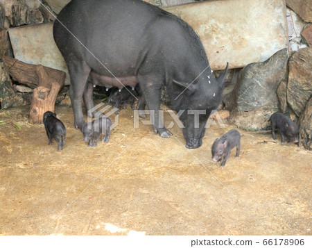 wild boar wild boar 66178906