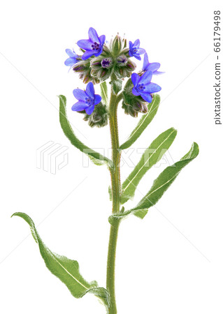 Arcanet, herbs (white background) Arcanet, herbs (white background) 66179498