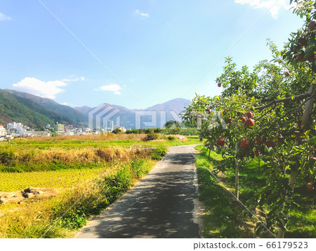 山和蘋果 山和蘋果 66179523