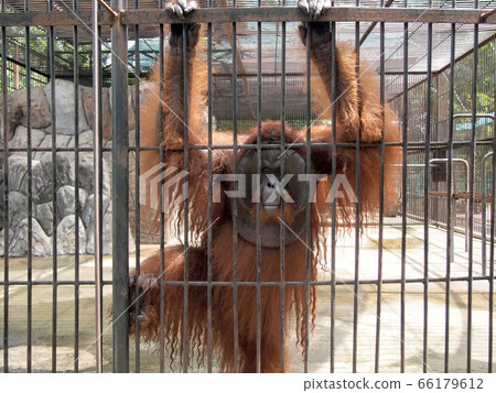 Monkey in a cage 66179612