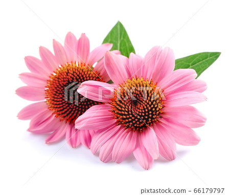 Pink flower Pink flower 66179797