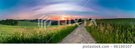 Panoramic view of golden wheat field by summertime 66180107