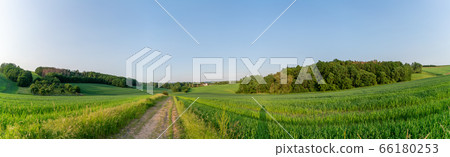 Rural road and field , spring fresh green grass 66180253
