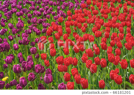 Beautiful spring tulips in the city public park. Concepts of the beauty of nature. Suitable for posters, greetings cards, banners, postcards, templates. Coronavirus pandemic. Flowers theme 66181201