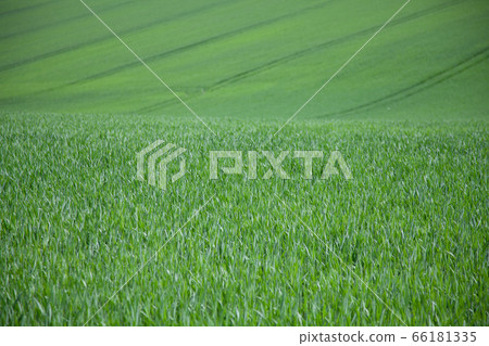 Wheat field in Germany on a nice summer day Wheat field in Germany on a nice summer day 66181335