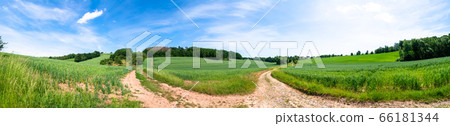dirt road passing through a green wheat field dirt road passing through a green wheat field 66181344