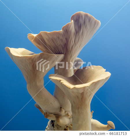 fresh royal oyster mushrooms for cooking 66181713
