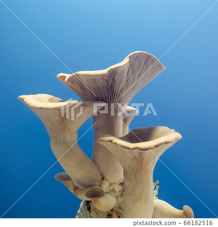 fresh royal oyster mushrooms for cooking 66182516
