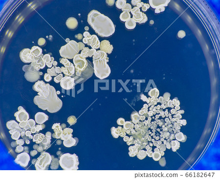 Tests for skin fungal diseases. Samples of fungus 66182647