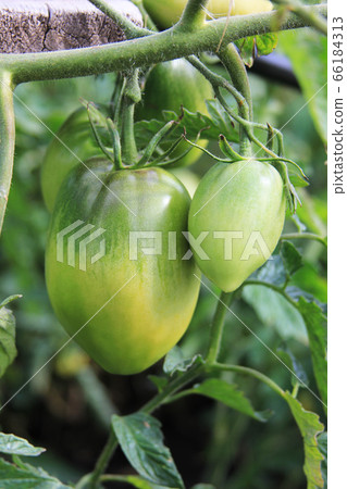 Green tomatoes are ripening on the bush. New crop 66184313