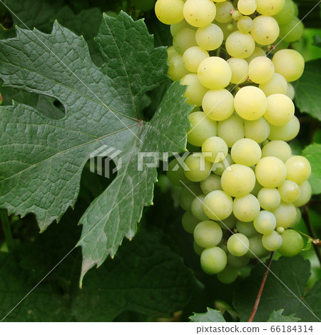 Grape on the vine. New harvest season. Powdery mildew on the leaves 66184314
