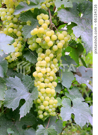 Grape on the vine. New harvest. Powdery mildew on the leaves Grape on the vine. New harvest. Powdery mildew on the leaves 66184316
