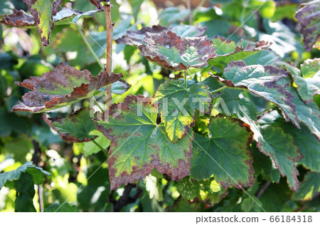 Black currant disease. Anthracnose on the leaves. The bush infected a fungal Black currant disease. Anthracnose on the leaves. The bush infected a fungal 66184318