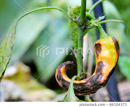 Diseases of the peppers. Chilli pepper was damaged fungus on the bush. Close-up details 66184373