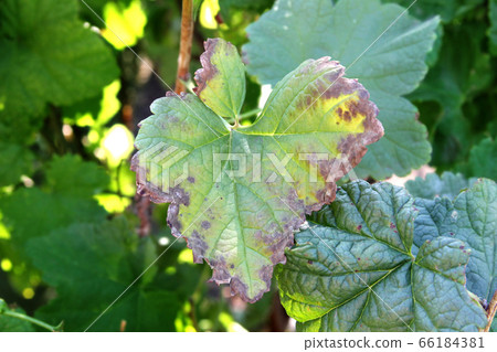 Blackcurrant disease. Anthracnose on the leaf 66184381