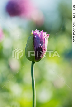 Close up of cultivated blooming poppies Close up of cultivated blooming poppies 66184389