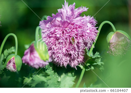 Close up of cultivated blooming poppies  66184407