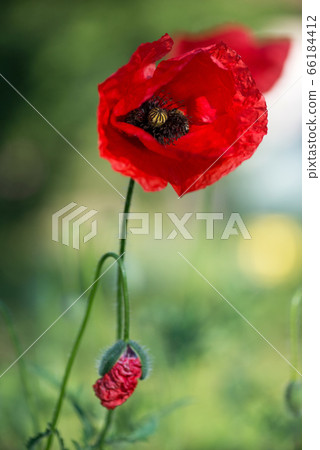 Flowers Red poppies blossom on wild field. Flowers Red poppies blossom on wild field. 66184412
