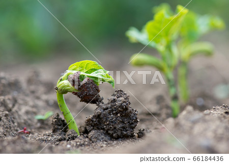 Close up of germination of bean seeds Close up of germination of bean seeds 66184436