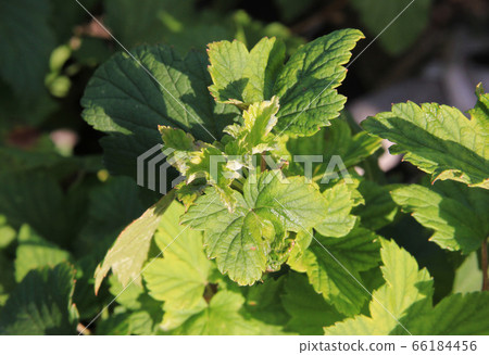 Powdery mildew on the leaves. Black currant disease. The bush infected a fungal Plasmopara viticola 66184456