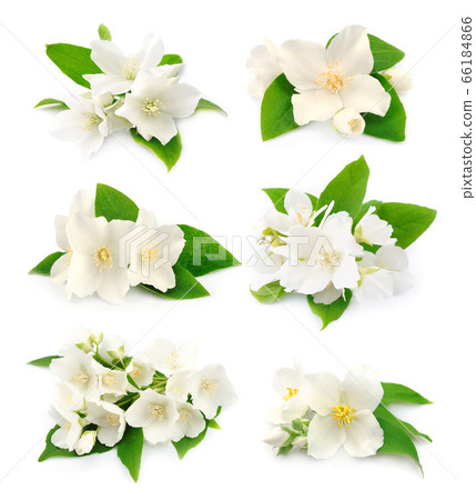 Jasmin flowers, 66184866