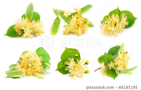 Linden flower 66185195