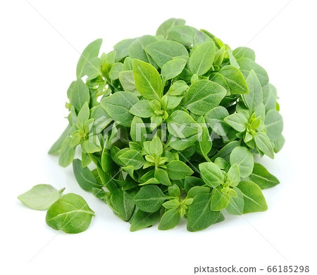 Basil 66185298