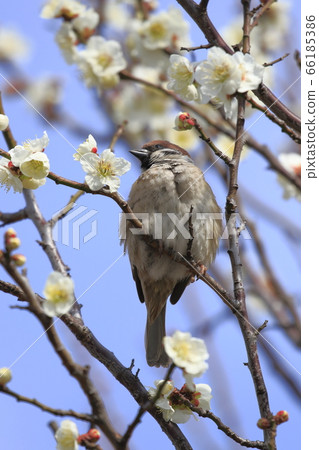 堅持白色李子分支的麻雀 堅持白色李子分支的麻雀 66185386