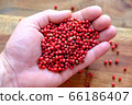 Pink peppercorns in a man's hand on a wooden background. Seasoning in the palm of a person. The concept of delicious food. 66186407