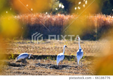 Red-crowned crane, crane, red-crowned crane, canadian crane, natural monument, black crane Red-crowned crane, crane, red-crowned crane, canadian crane, natural monument, black crane 66186776