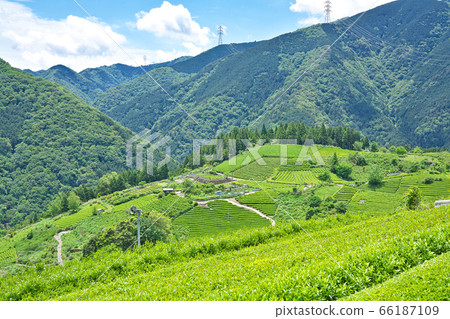 [岐阜的天空中的馬丘比丘茶園]岐阜縣I美郡I川町春日六鄉 66187109