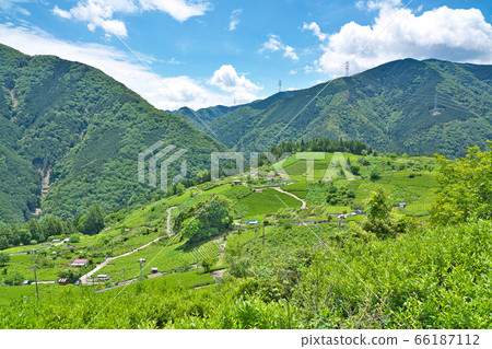 [Gifu's Machu Picchu tea field in the sky] Kasuga Rokugo, Ibigawa-cho, Ibi-gun, Gifu Prefecture 66187112