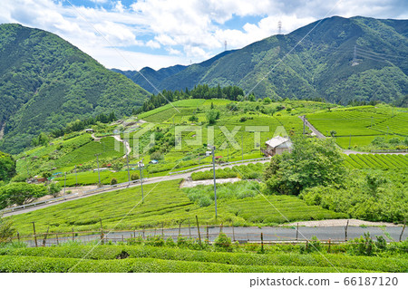 [岐阜的天空中的馬丘比丘茶園]岐阜縣I美郡I川町春日六鄉 66187120
