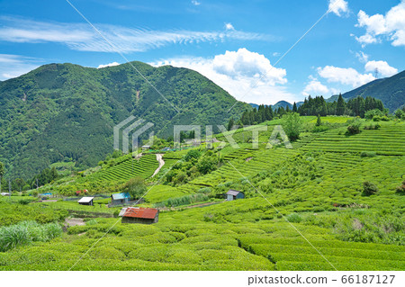 [岐阜的天空中的馬丘比丘茶園]岐阜縣I美郡I川町春日六鄉 66187127