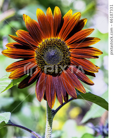 Helianthus annuus known as sunflower Earthwalker in British park 66187331