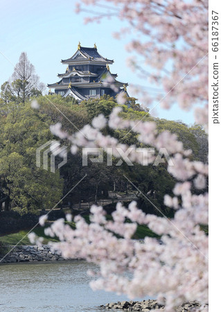 岡山城-櫻花盛開的“旭川櫻花道”的景色- 岡山城-櫻花盛開的“旭川櫻花道”的景色- 66187367