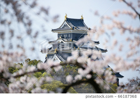 Okayama Castle -View from "Asahikawa Sakura Michi" where cherry blossoms are in full bloom- 66187368