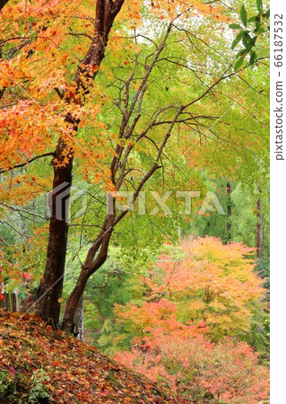 Around Yugashima Onsen, Izu, the beginning of autumn leaves Around Yugashima Onsen, Izu, the beginning of autumn leaves 66187532