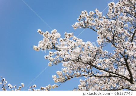 Beautiful spring scenery with cherry blossoms in full bloom and blue sky 66187743