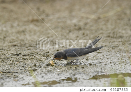 A young swallow that mimics the behavior of an adult bird 66187883