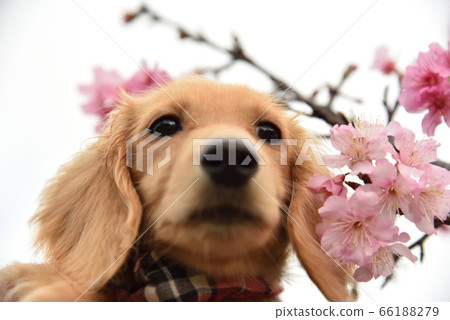 達克斯和Kanhi櫻花 66188279
