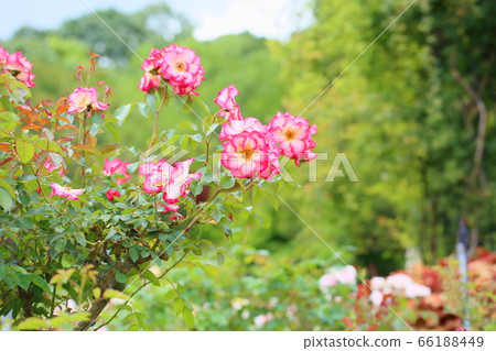 Rose flower 66188449