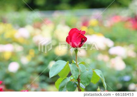 玫瑰花朵弗勞德 66188453