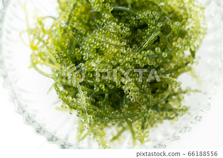    海洋葡萄 66188556