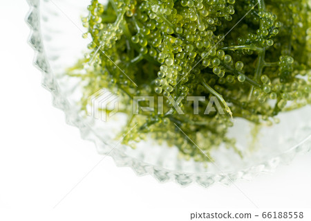    海洋葡萄 66188558