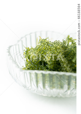 海洋葡萄 海洋葡萄 66188564