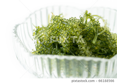    海洋葡萄 66188566