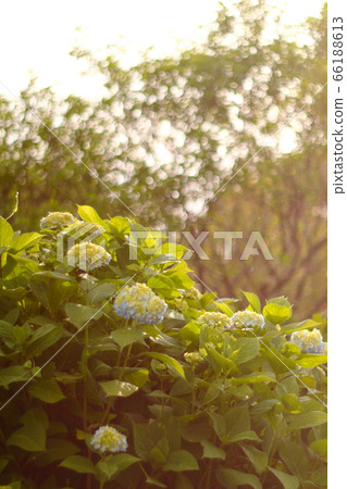 hydrangea hydrangea 66188613
