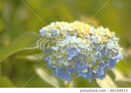 hydrangea hydrangea 66188615
