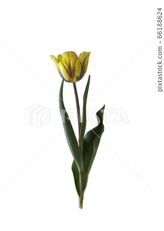 Tulip on isolated background. Tulip on isolated background. 66188624
